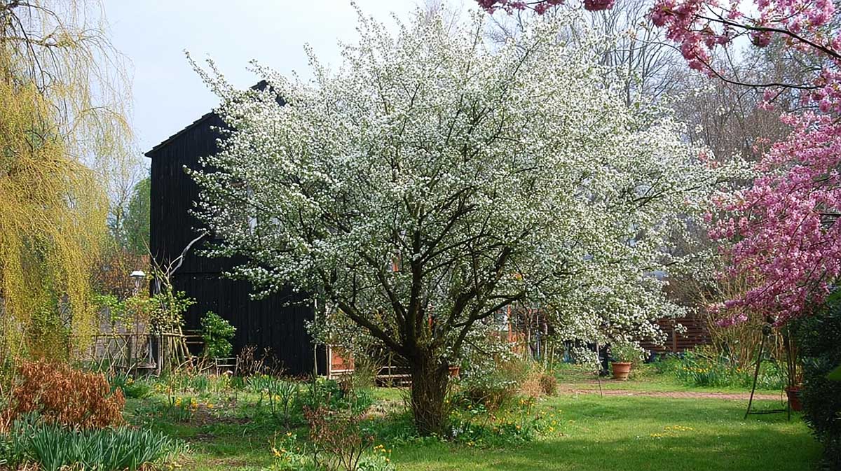prunus malaheb