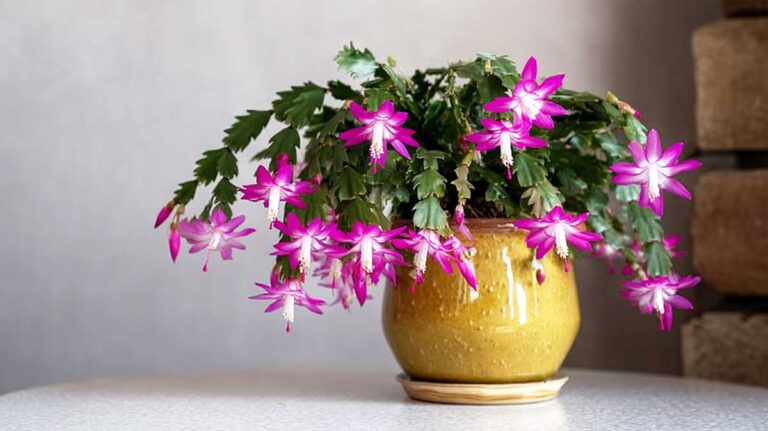 schlumbergera