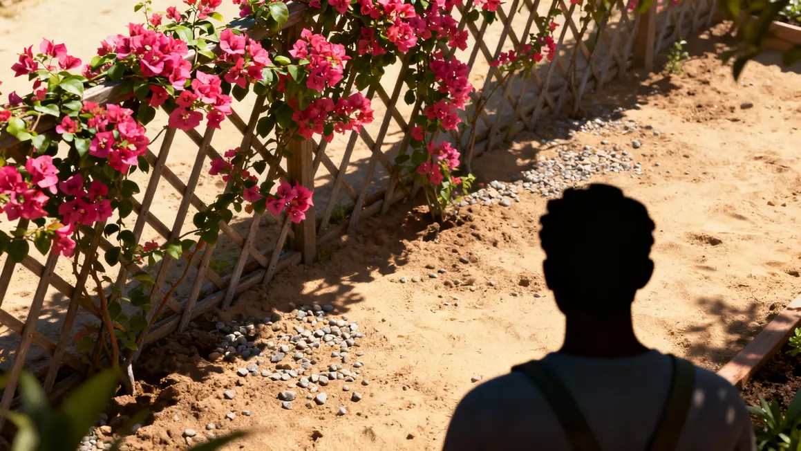 Bougainvillier sur treillis sous soleil substrat drainant