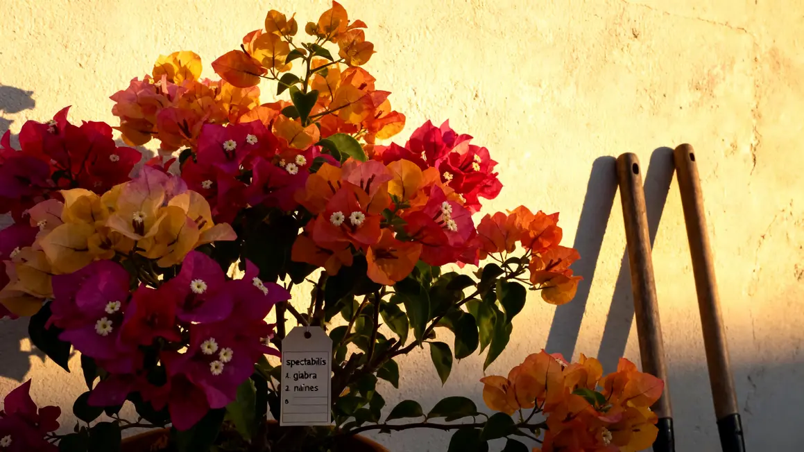 bougainvillier en fleurs avec bractées colorées sur mur lumineux