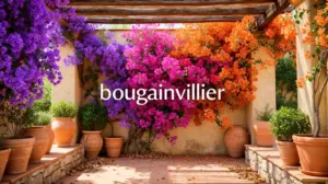 Bougainvillier en floraison dans jardin méditerranéen murs pergola pots
