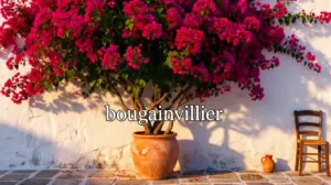 Bougainvillier adulte en pleine floraison pot terre cuite devant mur blanc