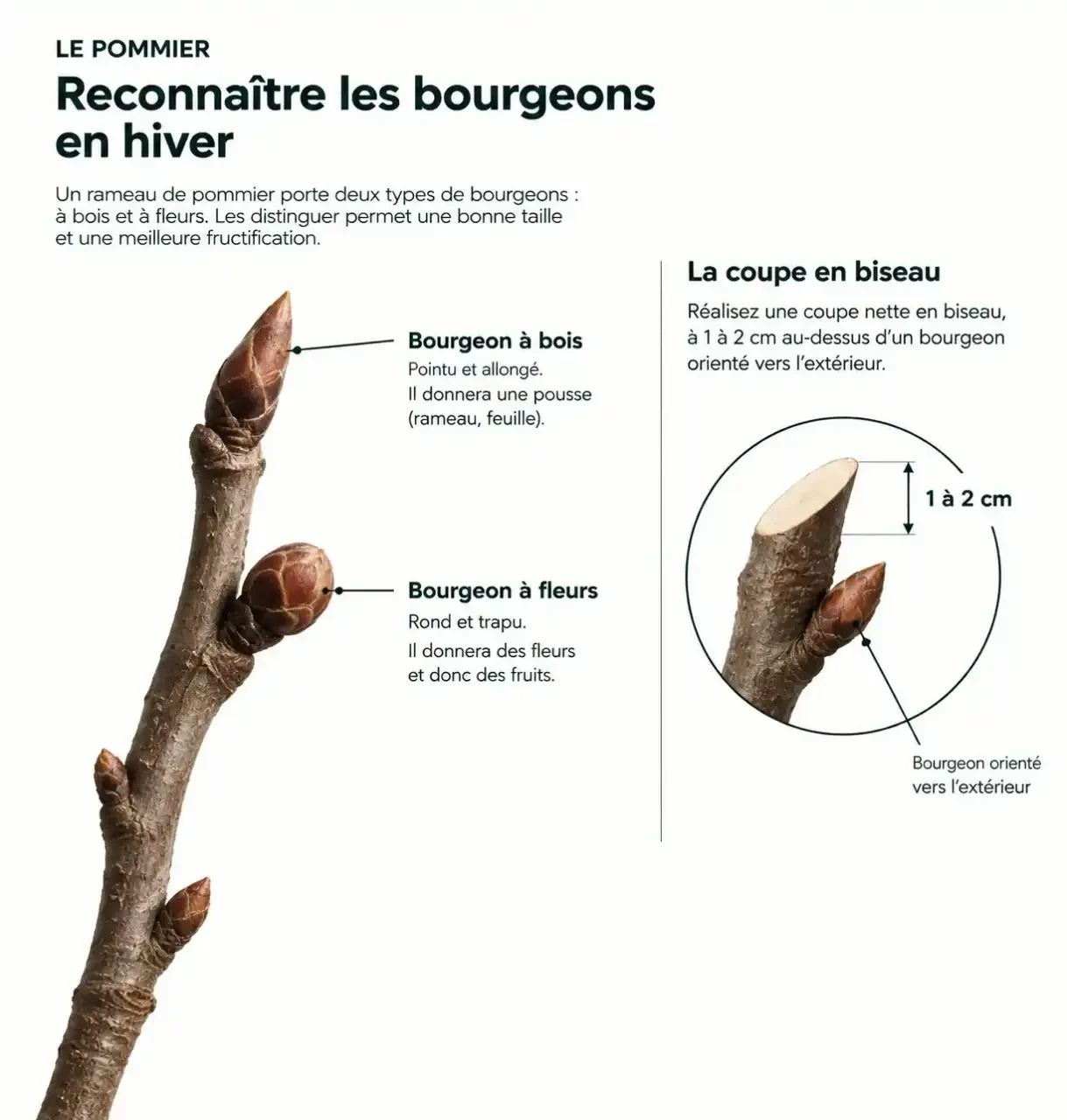 Schéma pour tailler les arbres fruitiers : bourgeon à bois, bourgeon à fleurs et coupe en biseau au-dessus d'un bourgeon