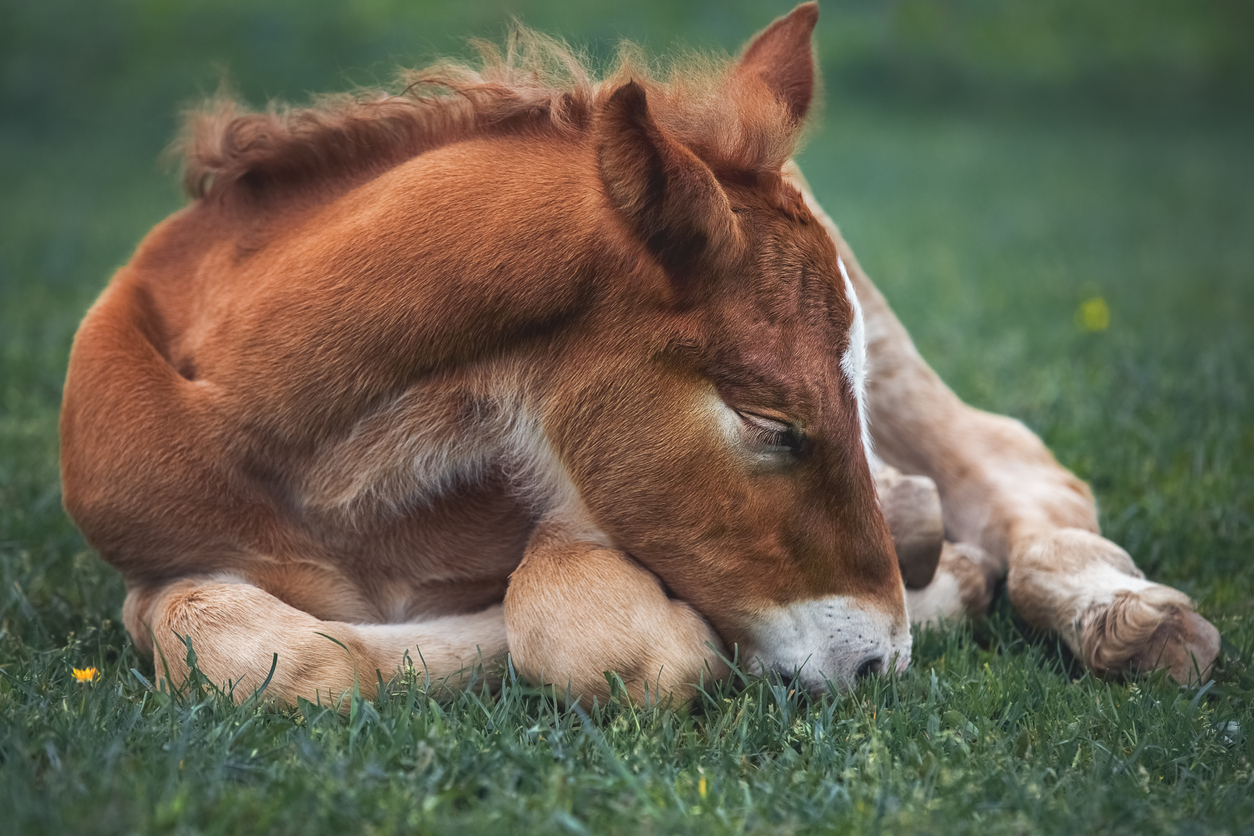 Un cheval allongé dormant dans l'herbe