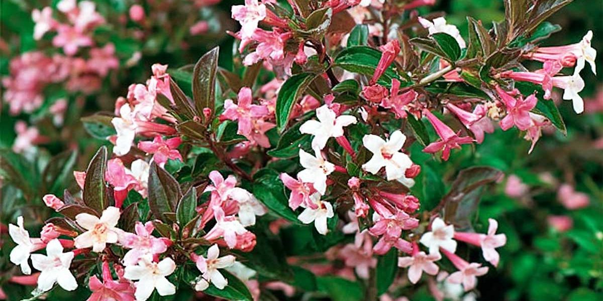 abelia