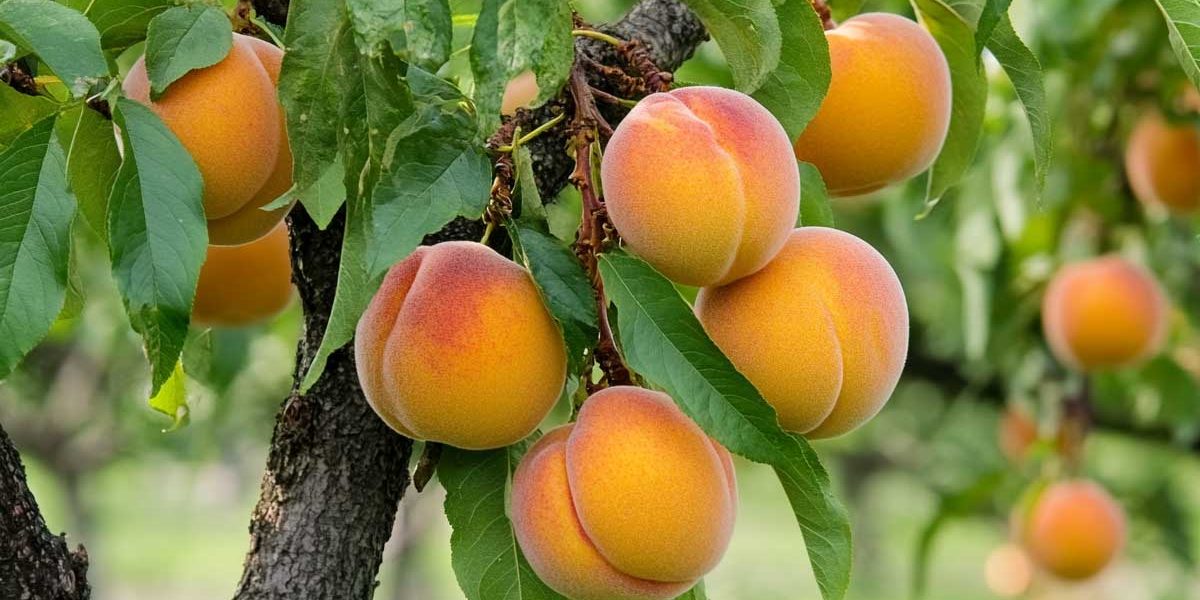 abricotier