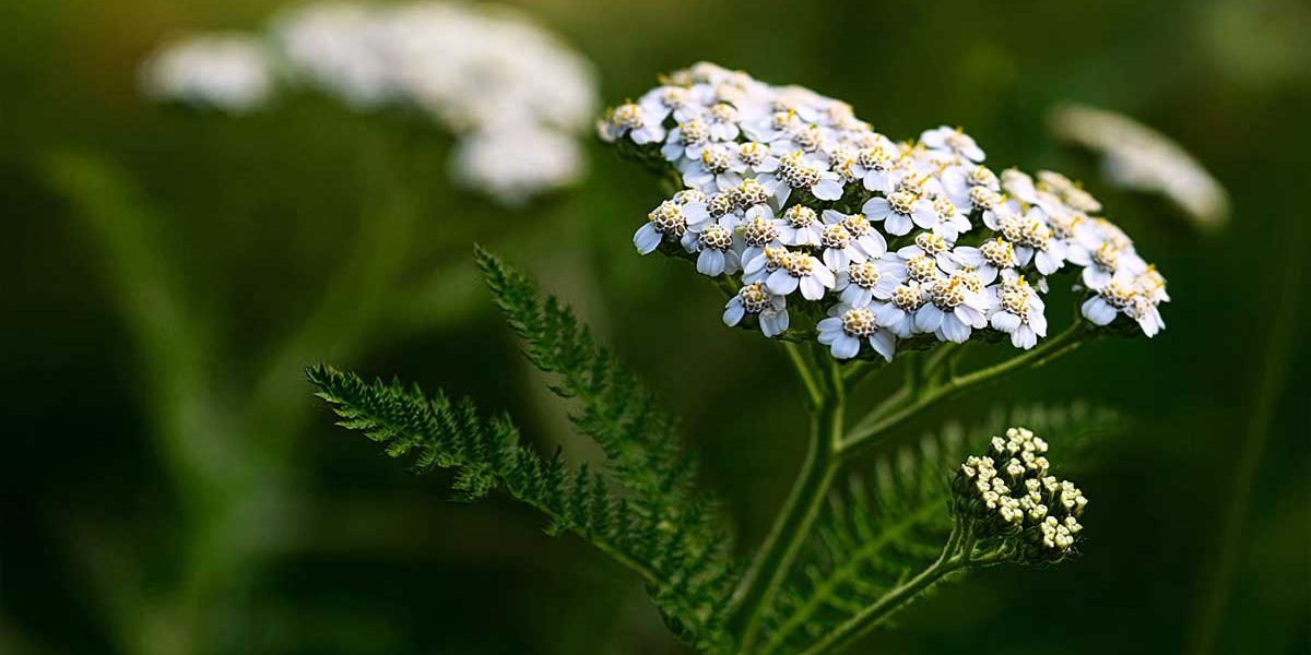 Couvre-sol increvable et plein de fleurs : l’achillée millefeuille, c’est le joker anti-sécheresse du mois d’août