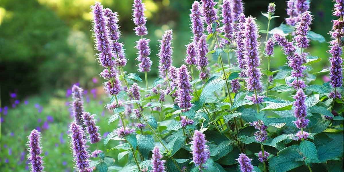 agastache