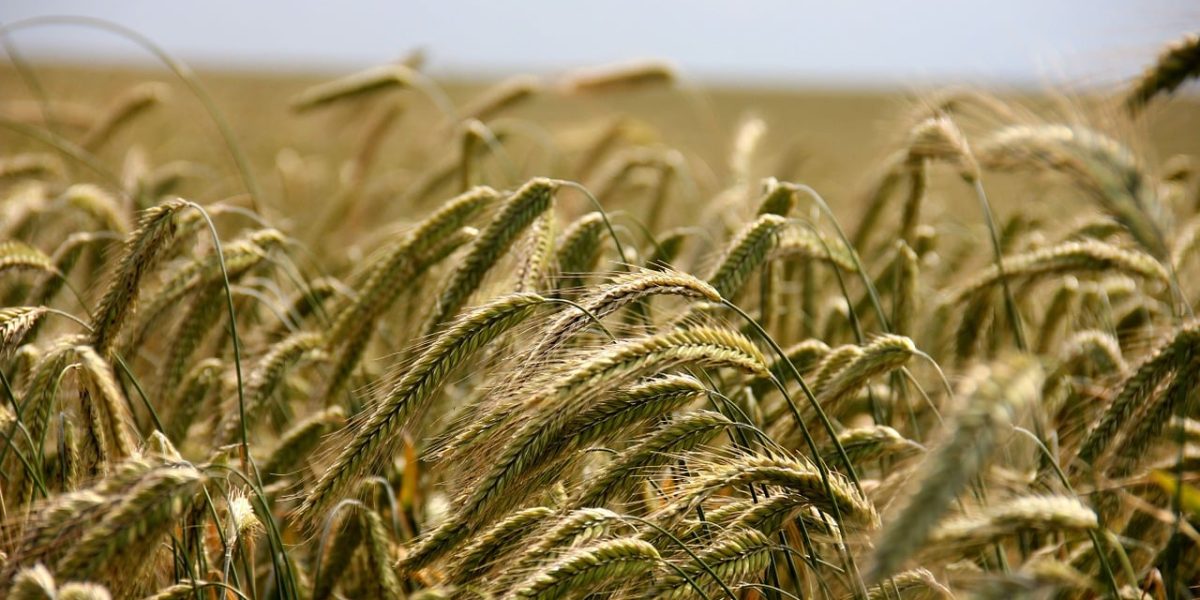 École d'agriculture avec champs verdoyants