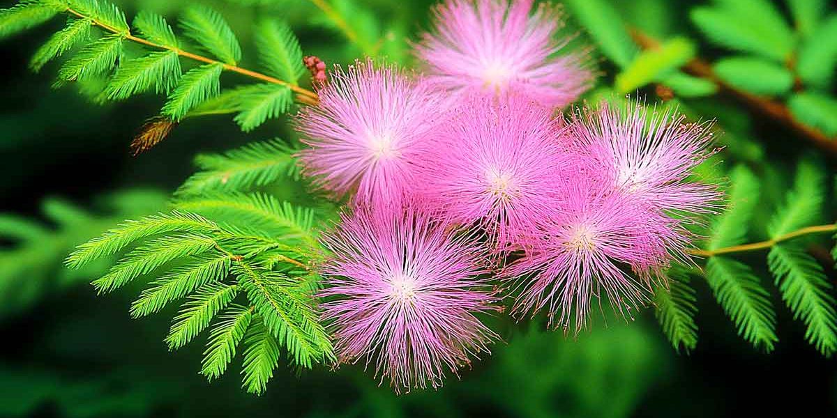 albizia