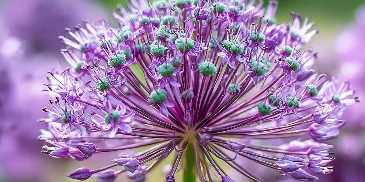 allium