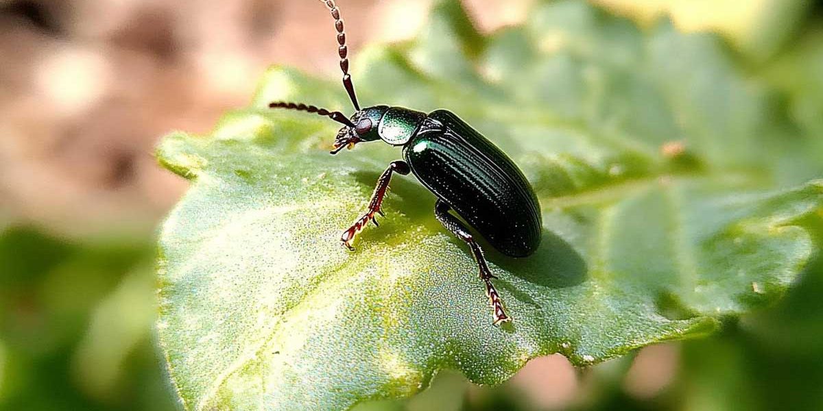 altise astuces potager