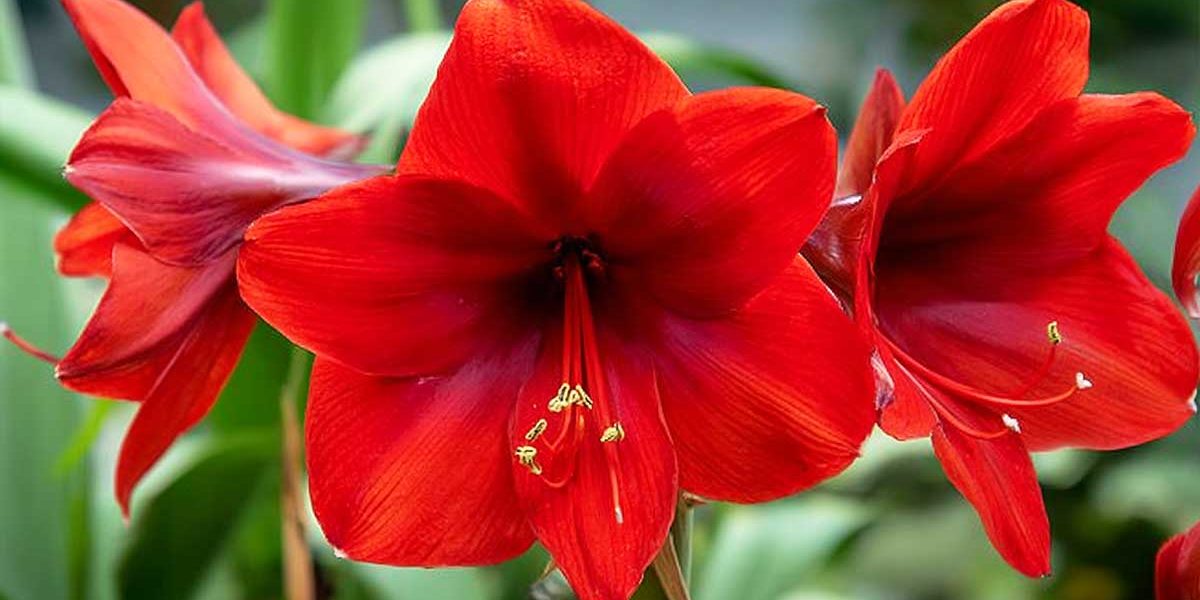 amaryllis red lion
