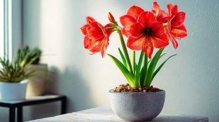 amaryllis