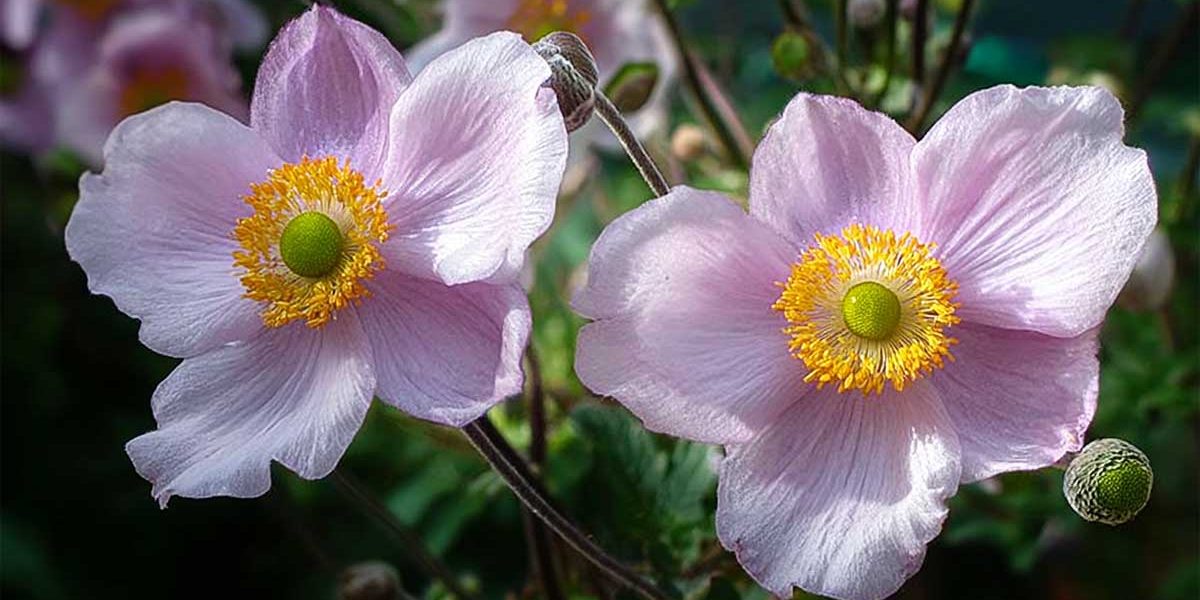 anemone du japon