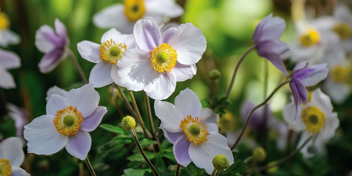 Ces anémones plantées fin août transforment un massif fatigué en bouquet d’automne