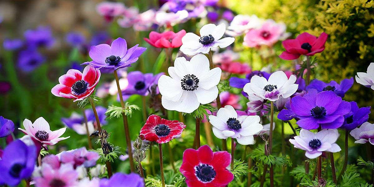 anemones de caen