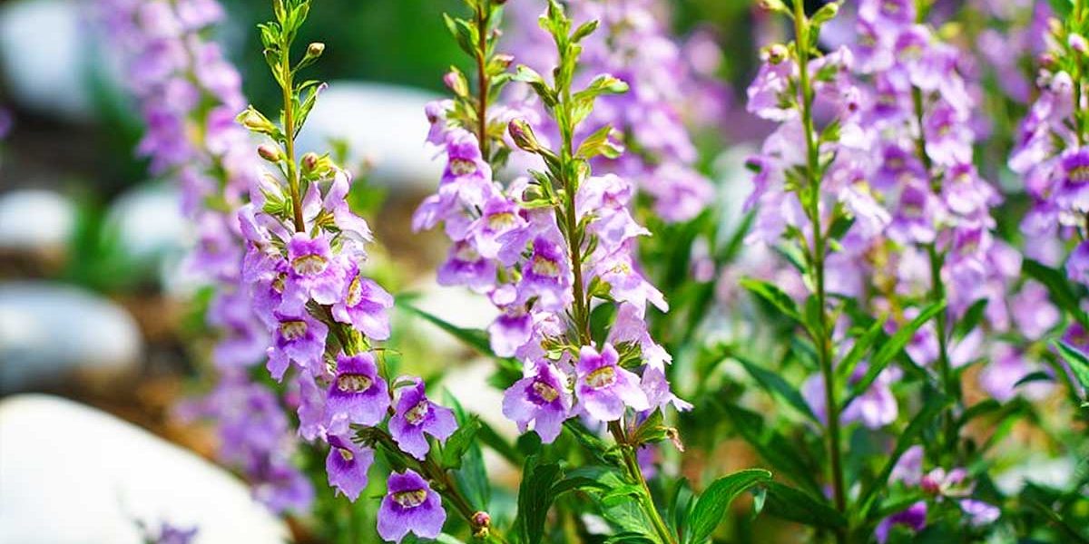 angelonia