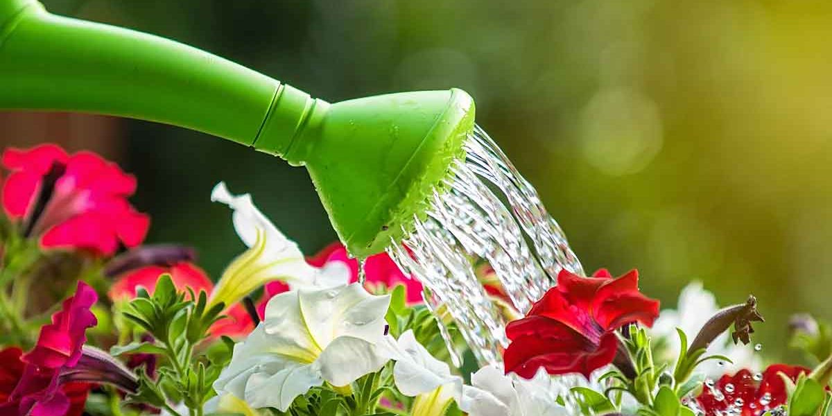 arrosage eau pétillante