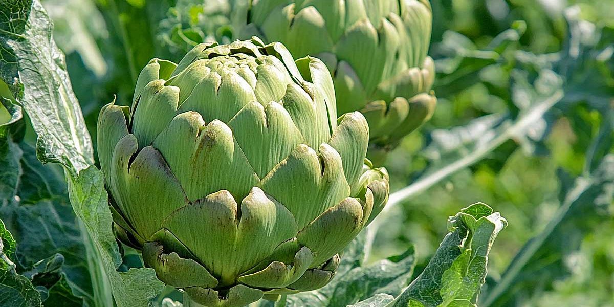 artichaud