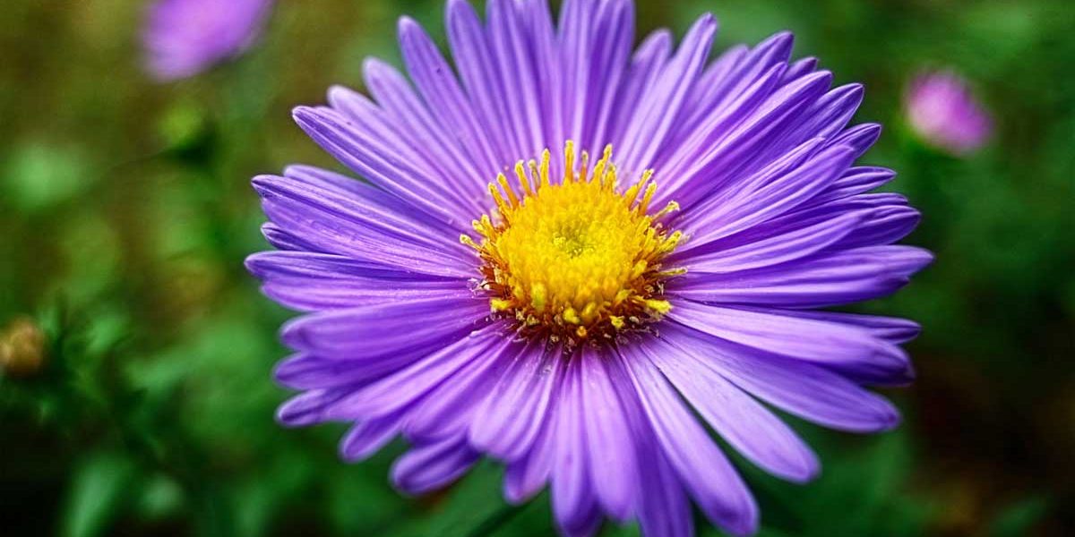 aster