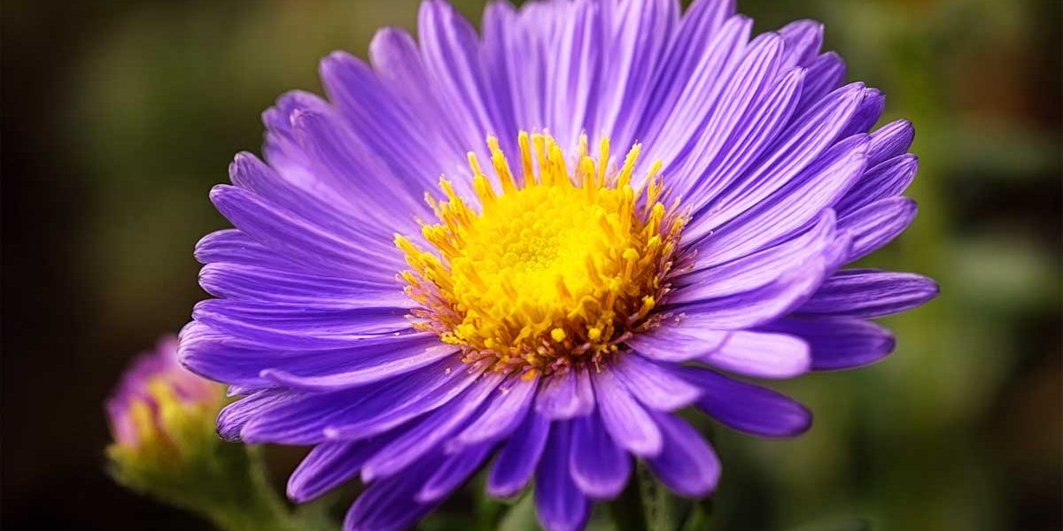 aster