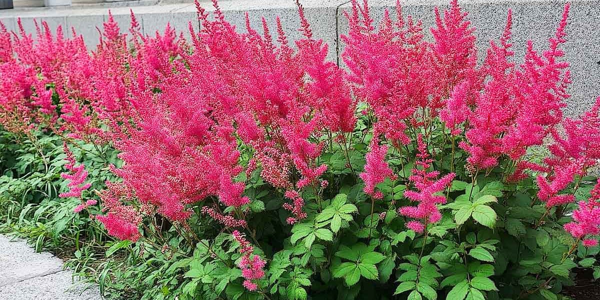 astilbe vision