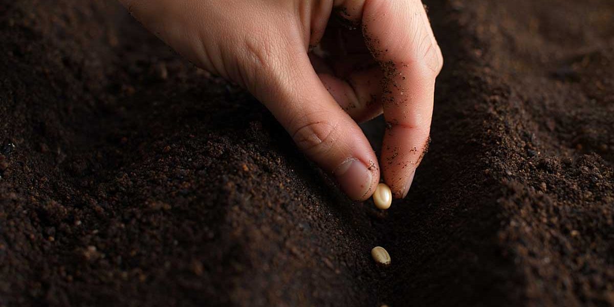 astuce azteques potager.graines