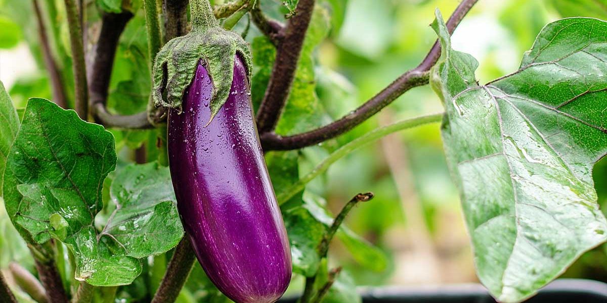 aubergine mure à cueillir