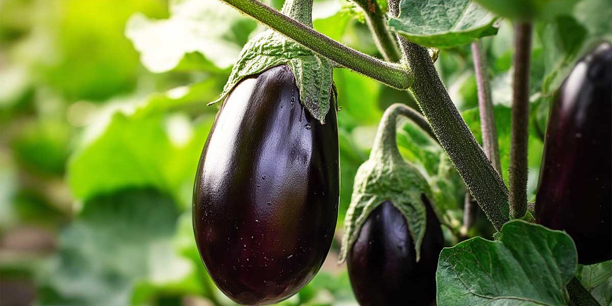aubergines