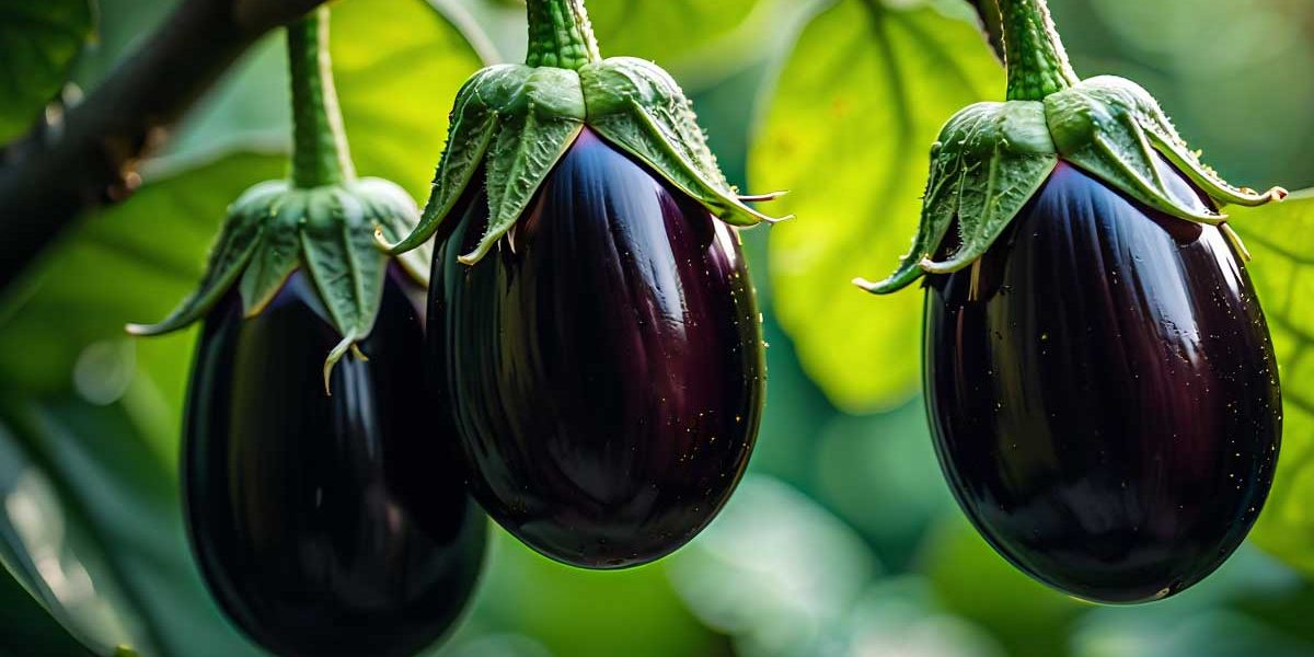 aubergines genereuses