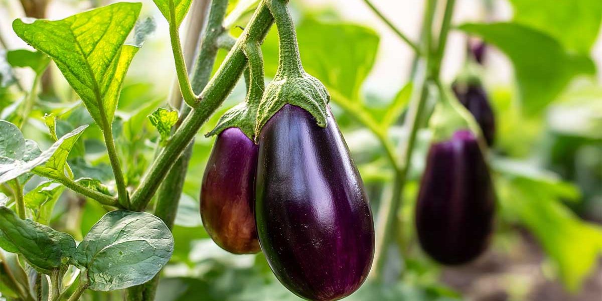 En août, je coupe ces feuilles sur mes aubergines : elles mûrissent deux fois plus vite