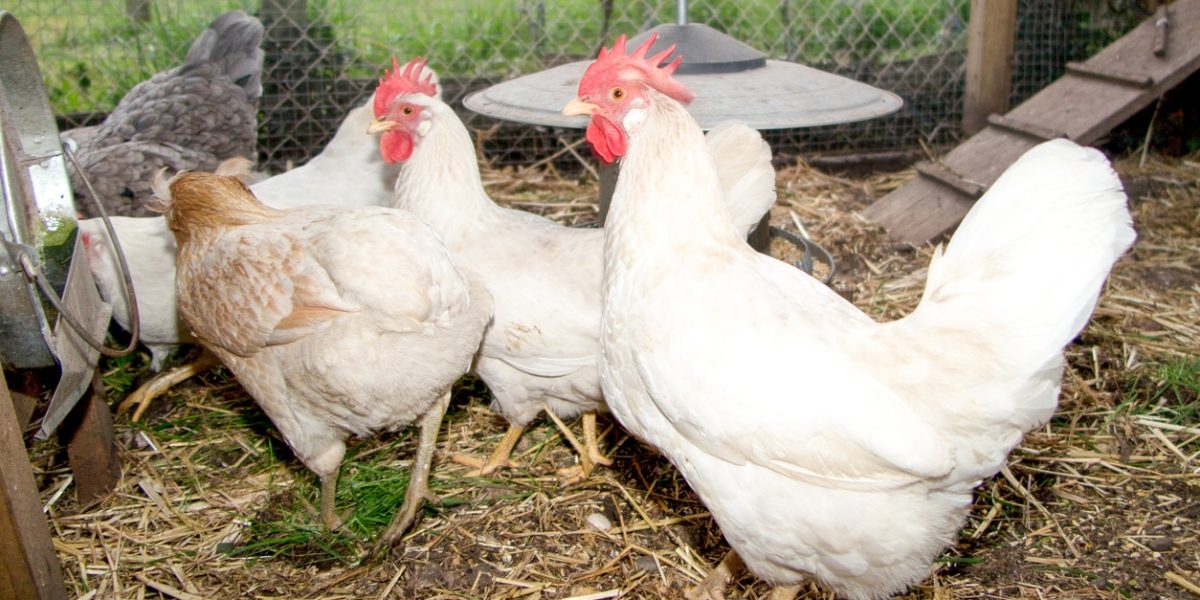 Étudiants en aviculture dans une école agricole française