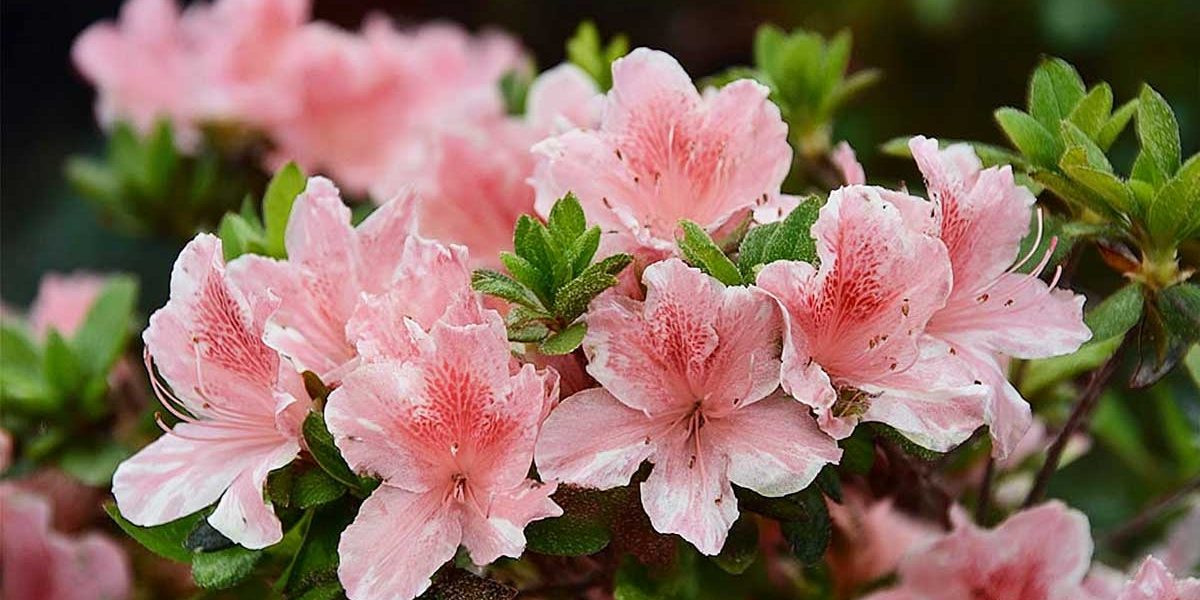 azalea japonica
