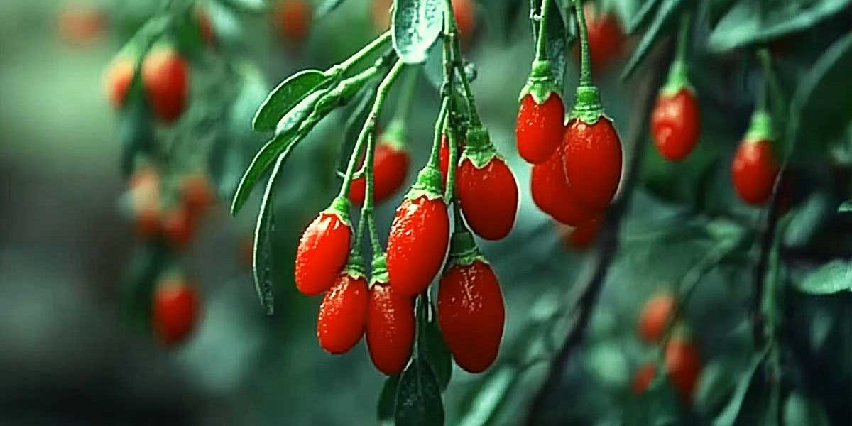 baie de goji