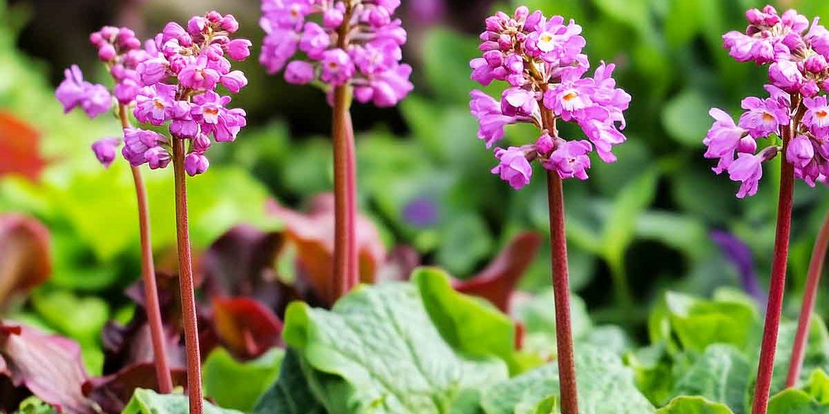 bergenia