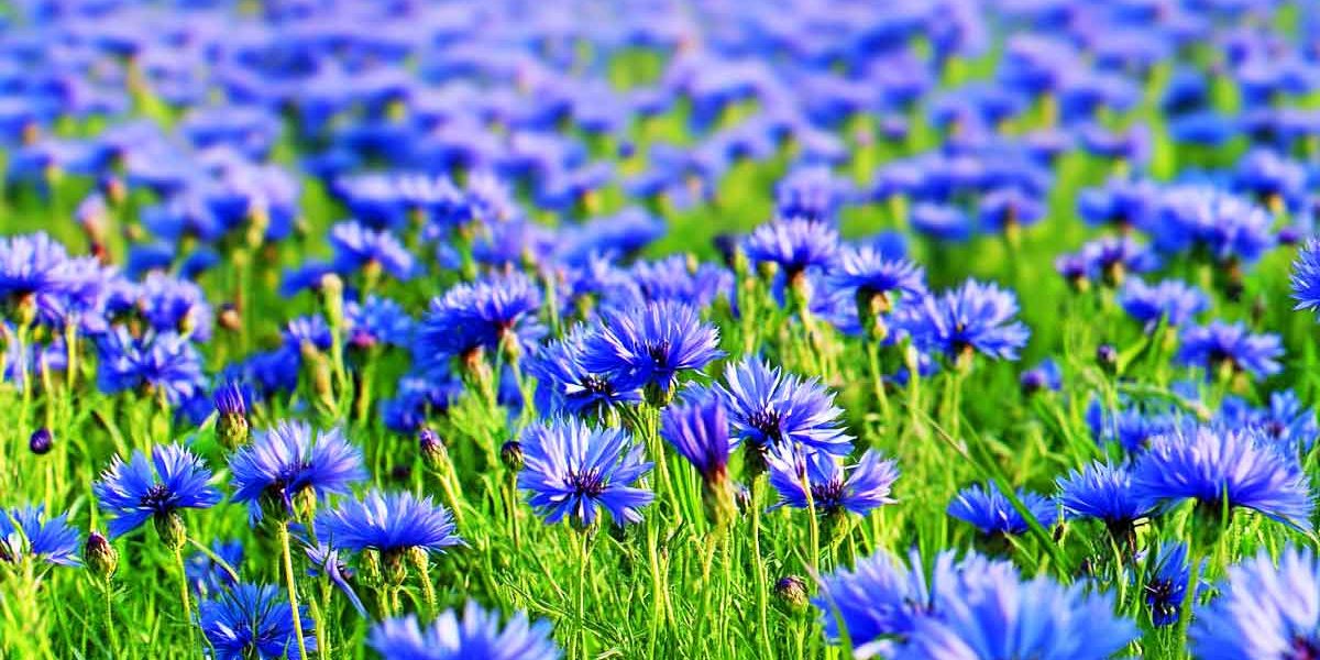 bleuets