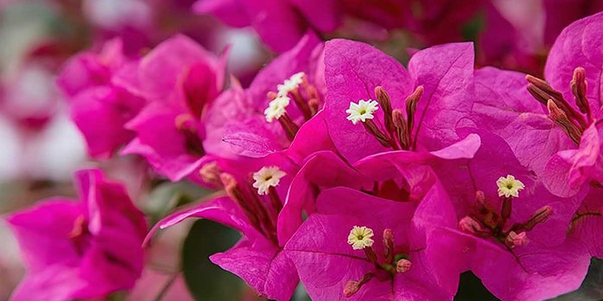 bougainvillee
