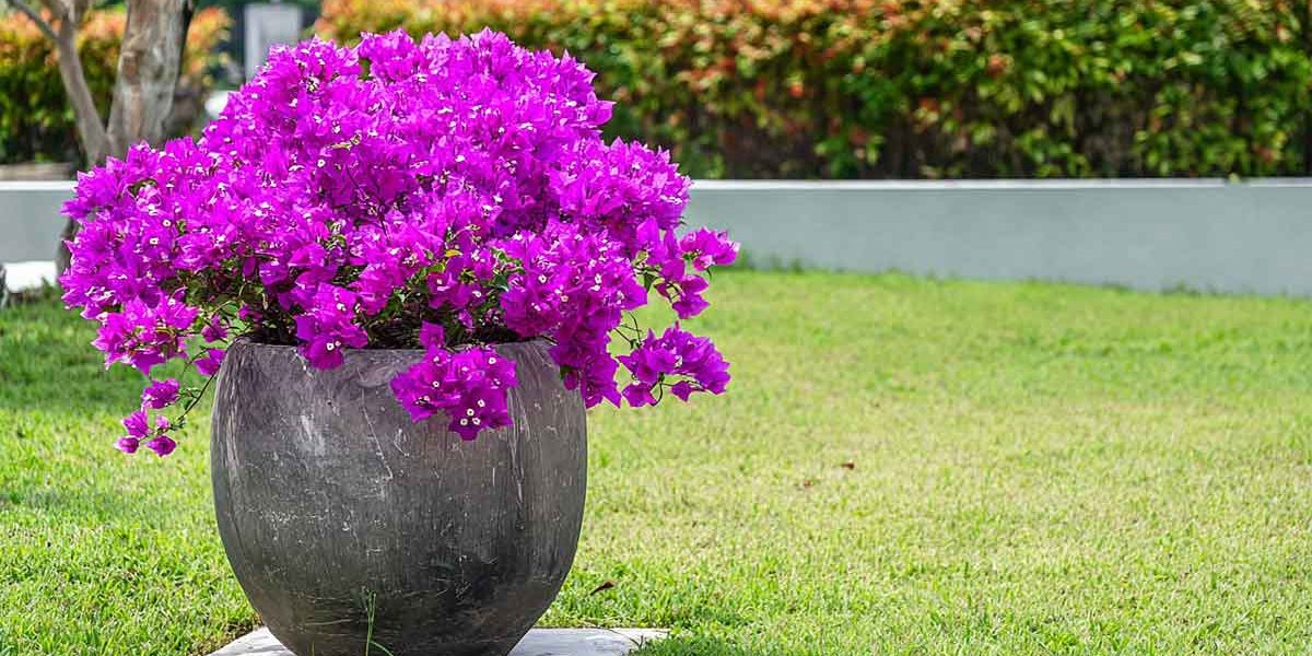 bougainvillier en pot