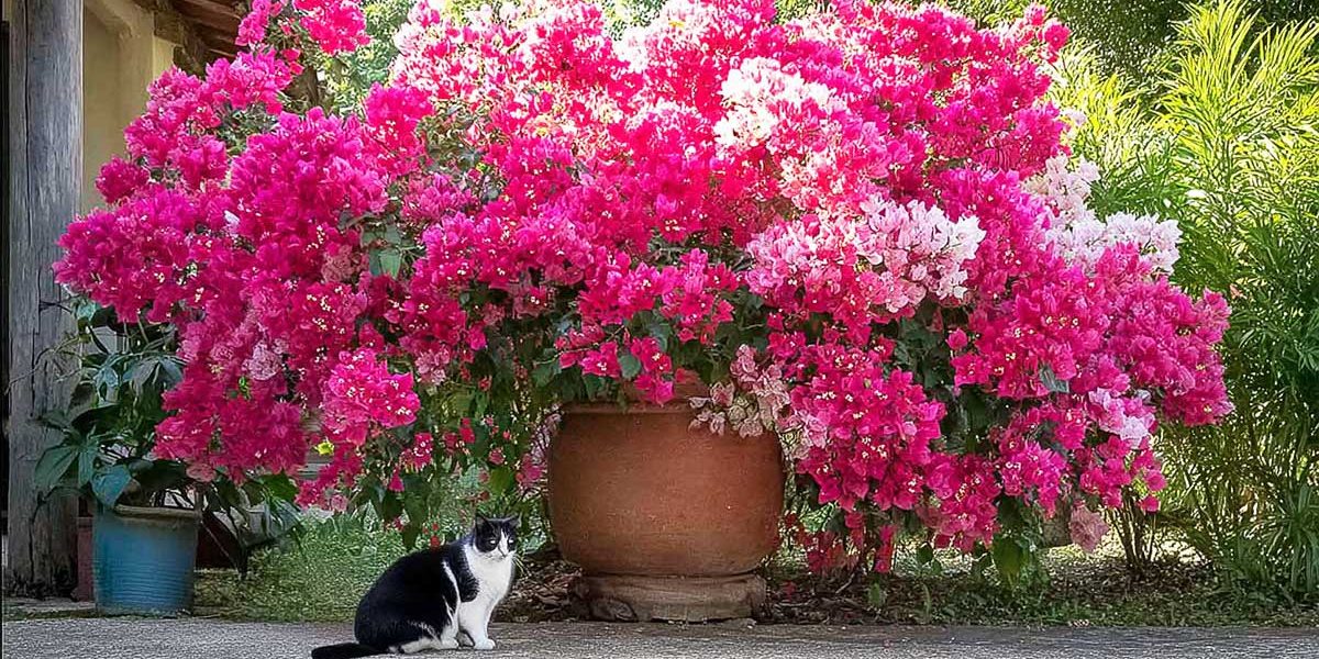bougainvillier