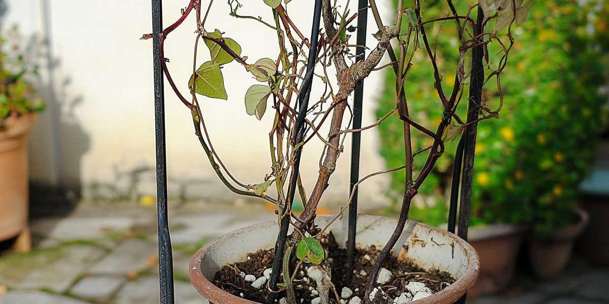 bougainvillier abimé