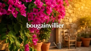bougainvillier en floraison jardin mediterraneen