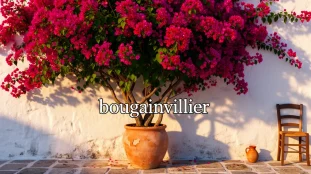 Bougainvillier adulte en pleine floraison pot terre cuite devant mur blanc
