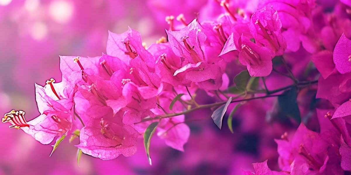 bougainvillier