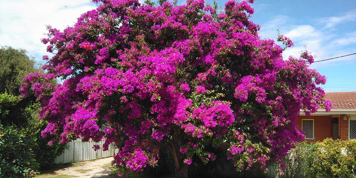 bougainvillier