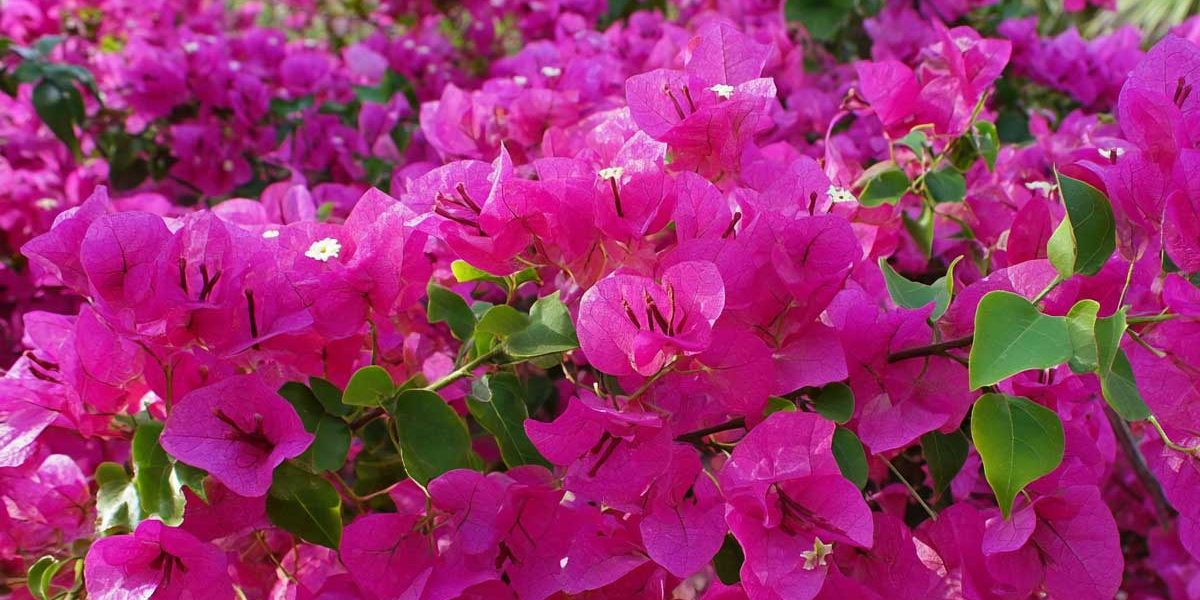 bougainvillier