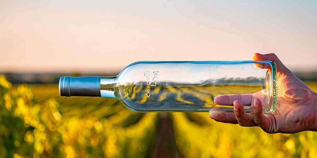 bouteille vide vigne