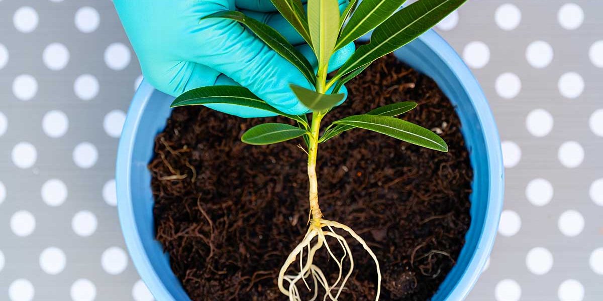 bouture laurier rose