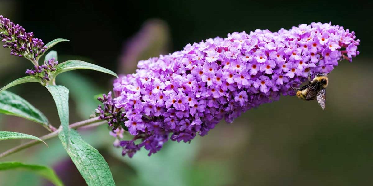 buddleia