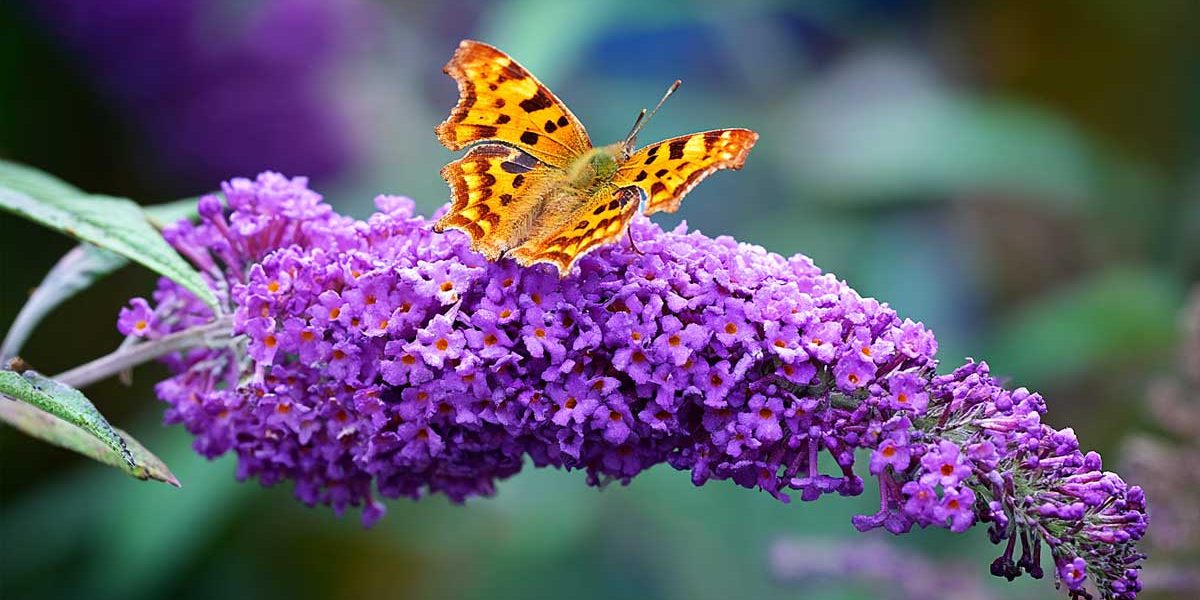 Depuis que je coupe les fleurs fanées du buddleia en août, il refleurit jusqu’en automne